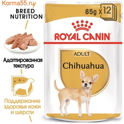   CHIHUAHUA ADULT () (,  2)