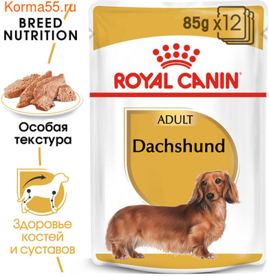   DACHSHUND ADULT () (,  1)