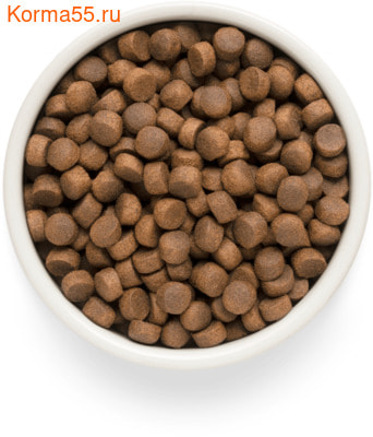   Premier Cat Adult Large       (,  1)