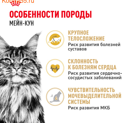   Royal canin Maine Coon Adult (,  2)
