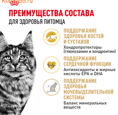   Royal canin Maine Coon Adult (,  3)