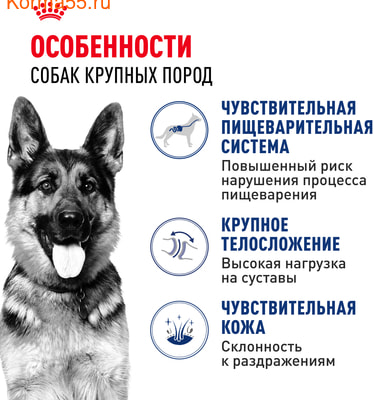   Royal canin Maxi Adult (,  2)