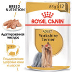   YORKSHIRE TERRIER ADULT ().  2