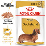   DACHSHUND ADULT ().  2