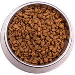   Gemon Cat Kitten (  ).  2