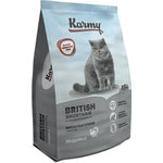   Karmy British Shorthair.  2