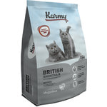   Karmy British Shorthair Kitten.  2